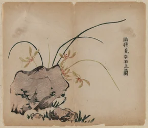 Orchid on Rocks, 1700-talet.
