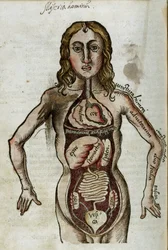Organ Figur av en man med sina inre organ exponerade