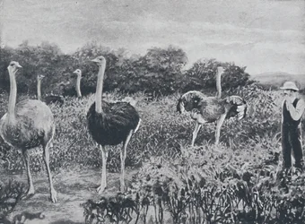 Strutsar, 1924
