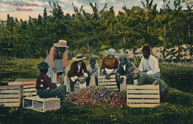 Packing Onions, Bermuda, tidigt 1900-tal.