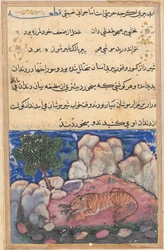 Sida från Tales of a Papegoja Tuti-nama: Femtonde natten: Lejonet stört av möss..., 1558-1560.