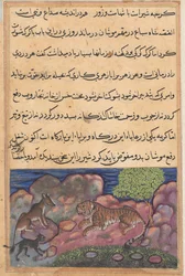 Sida från Tales of a Papegoja Tuti-nama: Femtonde natten: Vargen ger råd till lejonet..., 1558-1560.