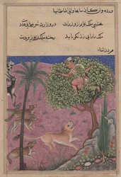 Sida från Tales of a Parrot Tuti-nama: Tjugoförsta natten: Vargen och schakalen..., ca. 1560.