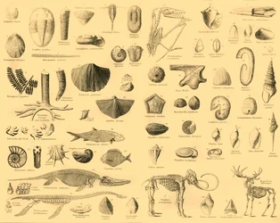 Paleontologi, c1910.