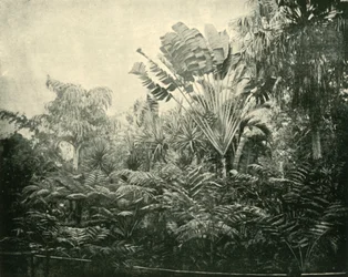 Palm and Fern Island, Botanic Gardens, Brisbane, 1901.