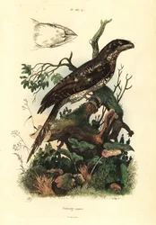 Papuansk grodmun, Podargus papuensis Papuansk grodmun