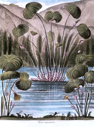 Papyrus vass Cyperus papyrus, 1823