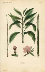 Persikaträd, taille du pecher