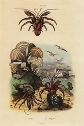 Påfågelssvansalg, Padina pavonica 1, vanlig eremitkräfta, Pagurus bernhardus 2, blåögd eremitkräfta, Paragiopagurus diogenes 3, och Pagurus alatus 4
