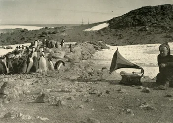 Pingviner som lyssnar på grammofonen under sommaren 1908, 1909