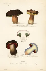 Penny bun eller porcini-svamp, edulis-svamp och den kusliga svampen, Suillellus luridus, Boletus pernicious