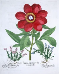 Pion och två polygaloner, 1613