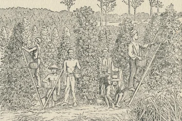 Pepparplantagen, 1924