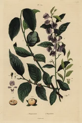 Persimon, Dospyros khaki 1, och trädhovea eller curryblå buske, Hovea elliptica Platychilum celsianum 2. Plaqueminier, Platychilier