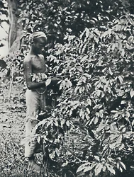 Plockar kaffe, 1916