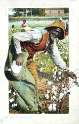 Plocka bomull, USA, vykort, c1900