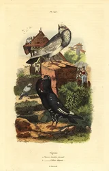 Duva Columba livia raser: duva cavalier faraud, duva lillois elegant