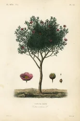 Rosa klippros eller grå klippros, Cistus creticus, Ciste de Crete