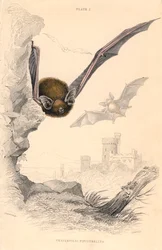 Pipistrelle fladdermus Pipistrellus pipistrellus, 1828