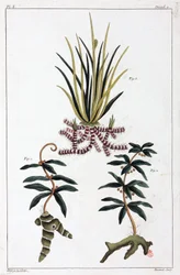 Medicinalväxter, Kina