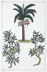 Medicinalväxter, Kina