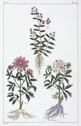 Medicinalväxter, Kina