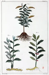 Medicinalväxter, Kina