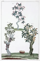 Medicinalväxter, Kina