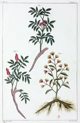 Medicinalväxter, Kina