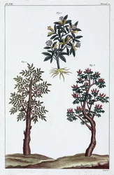 Medicinalväxter, Kina