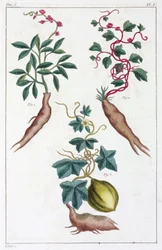 Medicinalväxter, Kina