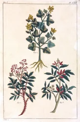 Medicinalväxter, Kina