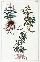 Medicinalväxter, Kina