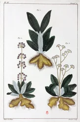 Medicinalväxter, Kina