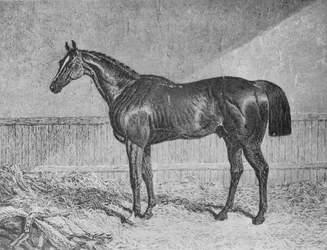 Befullmäktigad, 1831-1854, 1911