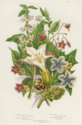 Giftiga växter, c1885
