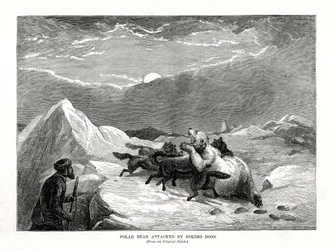 Isbjörn attackerad av eskimåhundar, 1877