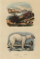 Isbjörn, isbjörn 1, sårbar, ätbar sjöborre, Echinus esculentus 2 och röd penna, Heterocentrotus mammillatus 3