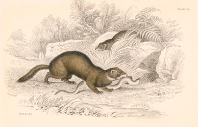 Polecat Mustela putorius, medlem av vesselfamiljen, 1828
