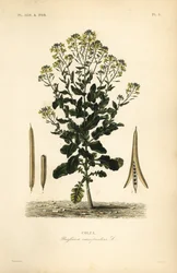 Polsk raps- eller rapsoljeväxt, Brassica rapa, Brassica campestris, Colza