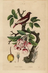 Pompadour cotinga, Xipholena punicea, på ett äppelträd, Malus pumila, frukt, blomma Pompadour och äppelträd med buketter