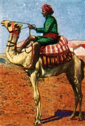 Posten levererad av camel, Arabia, c1928.