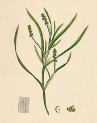 Potamogeton zosterifolius. Grästångbladig damm, 1800-tal