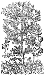 Potatis, 1640