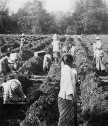 Förbereder bevattningskanaler vid en sockerplantage, Java, Nederländska Ostindien, 1927