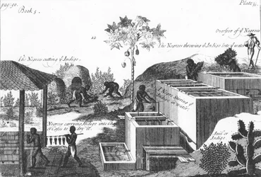 Att producera indigofärg med slavarbete: Västindien eller Centralamerika, 1725