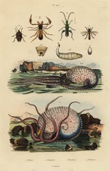 Pseudoskorpion, Chthonius orthodactylus 1, Octyptera bicolor 2, tuberculate pelagic octopus, Ocythoe tuberculata 3 och falsk oljebagge, Oedemera nobilis 4