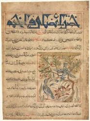 Egenskaper hos Ringduvor recto från en Manafi al-Hayawan On the Usefulness of Animals, ca. 1300.