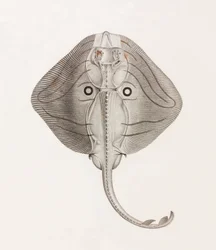 Randig Ray