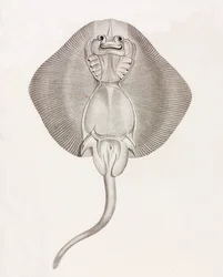 Randig Ray